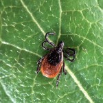 muncie tick control