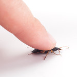 muncie beetle control