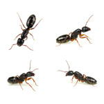 muncie ant control